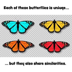 BSP_Blog_Butterfly